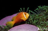 Maladiven Anemoonvis (Amphiprion nigripes)