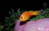 Maladiven Anemoonvis (Amphiprion nigripes)