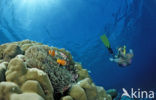 Maldives anemonefish (Amphiprion nigripes)