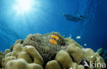 Maldives anemonefish (Amphiprion nigripes)