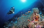 Maldives anemonefish (Amphiprion nigripes)