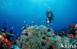 Maldives anemonefish (Amphiprion nigripes)