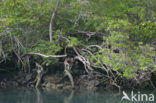 Mangrove