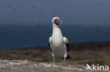 Masked booby (Sula dactylatra)