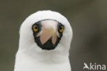 Masked booby (Sula dactylatra)