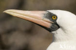Masked booby (Sula dactylatra)