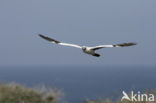 Masked booby (Sula dactylatra)
