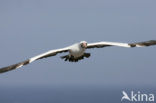 Masked booby (Sula dactylatra)
