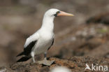 Maskergent (Sula dactylatra)