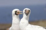 Masked booby (Sula dactylatra)