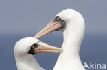 Masked booby (Sula dactylatra)