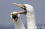 Masked booby (Sula dactylatra)