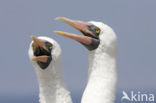 Masked booby (Sula dactylatra)