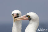 Masked booby (Sula dactylatra)