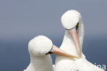 Masked booby (Sula dactylatra)