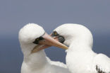Masked booby (Sula dactylatra)