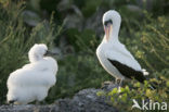 Masked booby (Sula dactylatra)