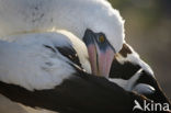 Masked booby (Sula dactylatra)