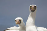 Masked booby (Sula dactylatra)