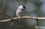 Willow Tit (Parus montanus)