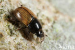 Mestkever (Aphodius foetidus)