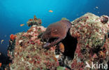 yellow-edged moray (Gymnothorax flavimarginatus)