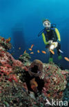 Murene (Gymnothorax flavimarginatus)