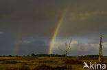 Nationaal Park De Hoge Veluwe