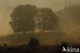 Nationaal Park Veluwezoom