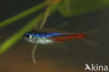 Neon tetra (Paracheirodon innesi)