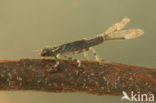 Neoneura rubriventris