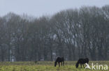 New Forest pony (Equus spp.)