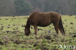 New Forest pony (Equus spp.)