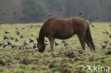 New Forest pony (Equus spp.)