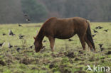 New Forest pony (Equus spp.)