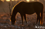 New Forest pony (Equus spp.)