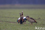 Egyptian Goose (Alopochen aegyptiaca)