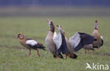 Egyptian Goose (Alopochen aegyptiaca)