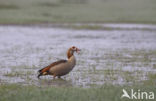 Egyptian Goose (Alopochen aegyptiaca)