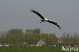 White Stork (Ciconia ciconia)