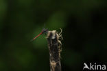 Orthemis cf. coracina