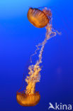 Pacific sea nettle