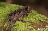 Pad (Bufo margaritifera)