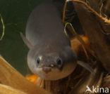 Eel (Anguilla anguilla) 