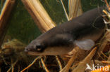 Eel (Anguilla anguilla) 