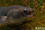 Eel (Anguilla anguilla) 