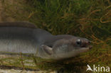 Eel (Anguilla anguilla) 