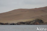 Paracas National Reserve