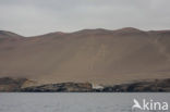 Paracas National Reserve