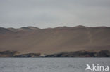 Paracas National Reserve